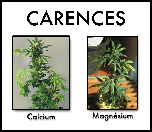 Carences_CaMg1