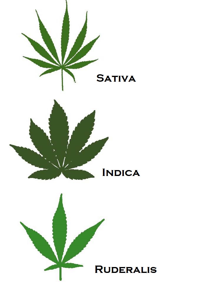 3 types de cannabis