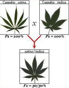 cannabis hybride