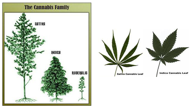 famille-cannabis