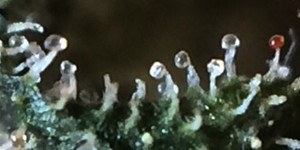 observez les trichomes pour savoir quand récolter