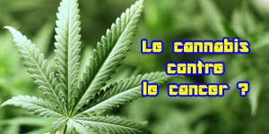 Le cannabis pour lutter contre le cancer