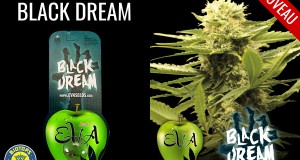 black dream disponible chez biotops.biz