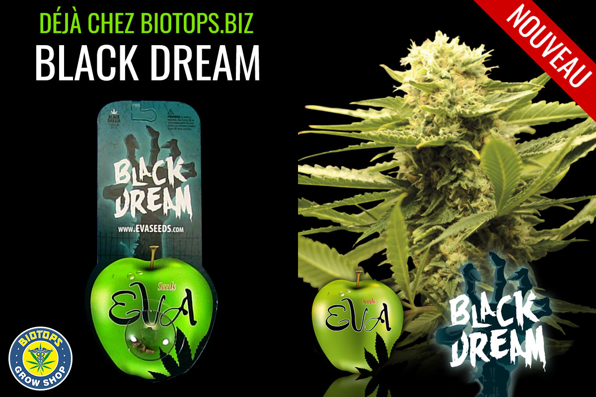 black dream disponible chez biotops.biz