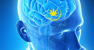 Les effets du cannabis sur le cerveau