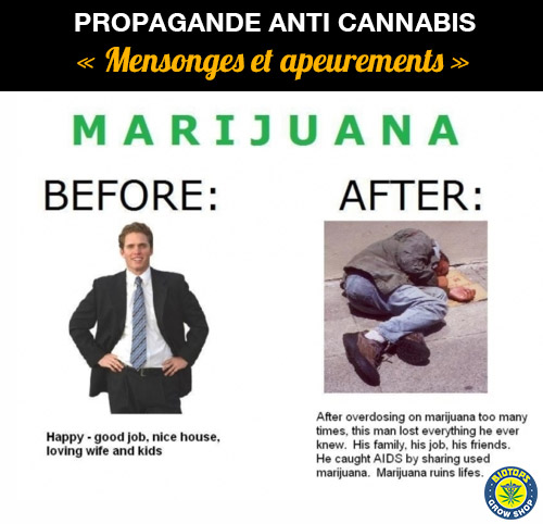 la propagande anti cannabis