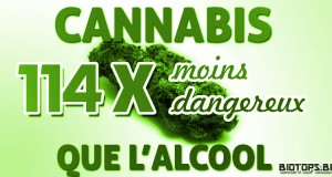 Une etude sur le cannabis et l'alcool