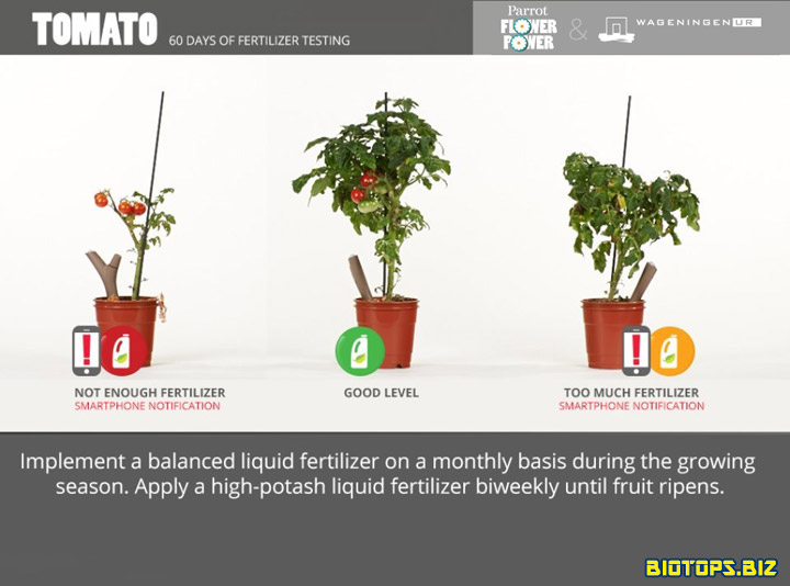 plan de tomate avec parrot