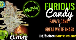 Furious Candy disponible chez Biotops.biz