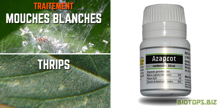Azaprot traitement naturel contre les thrips et mouches blanches