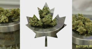 autorisation cannabis medical Canada