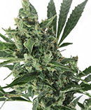 Plant ede cannabis Med Gom 1.0