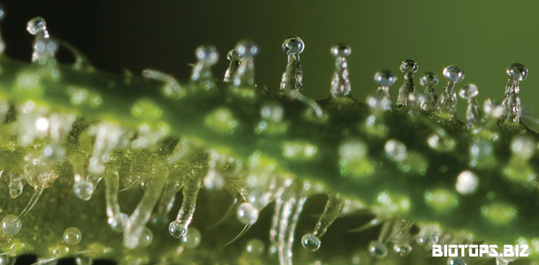 Cannabis trichomes transparents