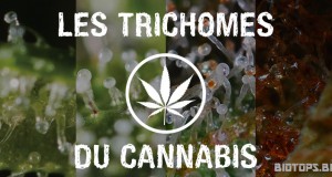 Les trichomes du cannabis
