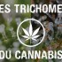 Les trichomes du cannabis