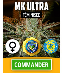 MK Ultra graine de cannabis feminisee