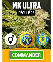 MK Ultra graine de cannabis régulière