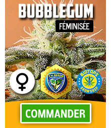 bubblegum-graine-de-cannabis-feminisee