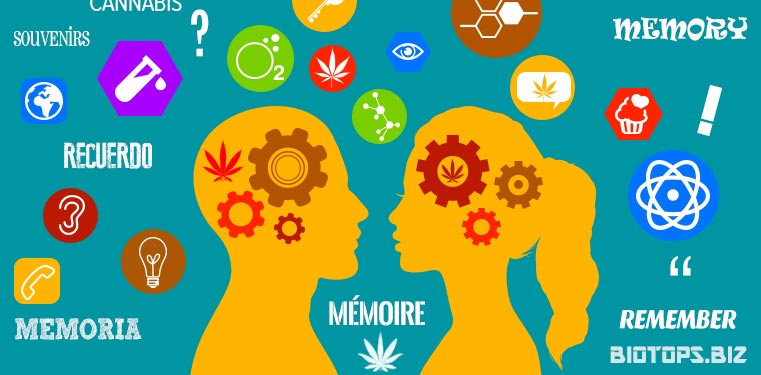 Les effets du cannabis sur la mémoire