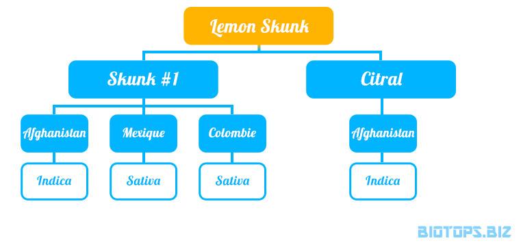 Arbre généalogique de la Lemon Skunk de Green House Seeds