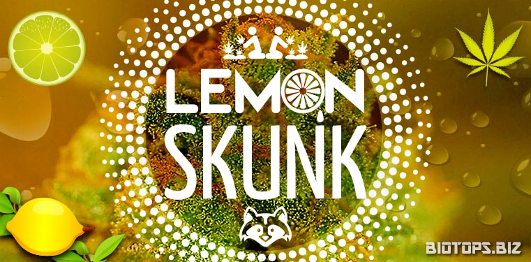 Lemon Skunk de Green House Seeds
