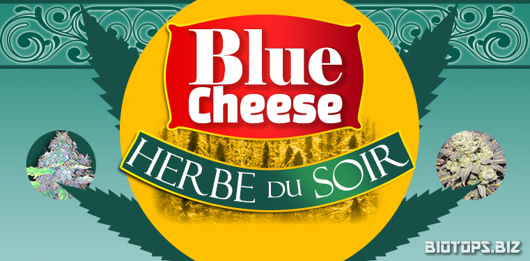 Blue Cheese de Barney's Farm : herbe du soir