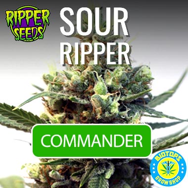 Sour Ripper, graine de cannabis en vente chez Biotops.BIZ