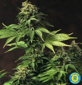 Akorn, graine de cannabis de T.H. Seeds : photo 1