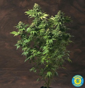 Akorn, graine de cannabis de T.H. Seeds : photo 2