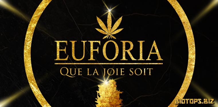 Euforia graine de cannabis de Dutch Passion 