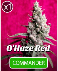 O'Haze Red de reggae seeds à l'unité