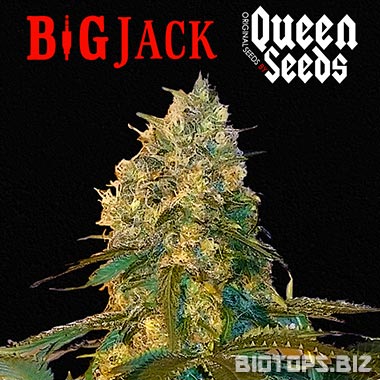 Big Jack de Queen Seeds