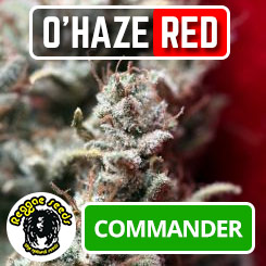 O’Haze Red de Reggae Seeds