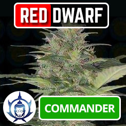 Red Dwarf de Buddha Seeds