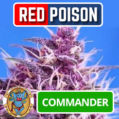 Red Poison de Sweet Seeds