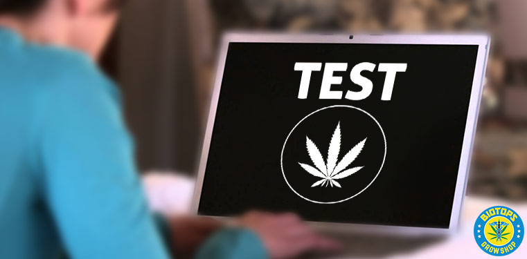 l’impact du cannabis faites le test en ligne