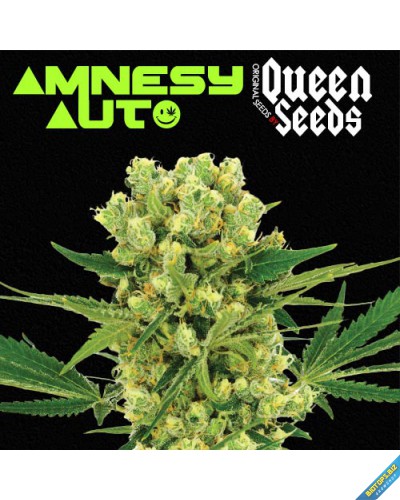 Amnesy auto de Queen Seeds