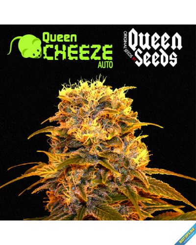 graines automatique Queen cheese de chez Queen Seeds