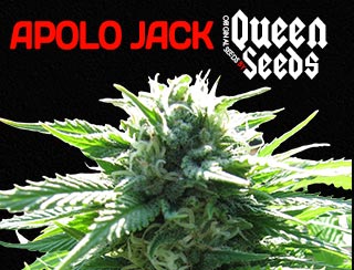 Apolo jack de chez queen seeds
