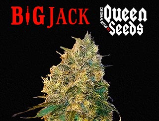 cannabis Queen-seeds Big Jack