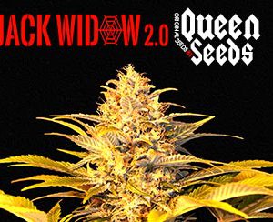 graine de cannabis pas cher queen-seeds