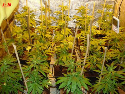 faire pousser du cannabis