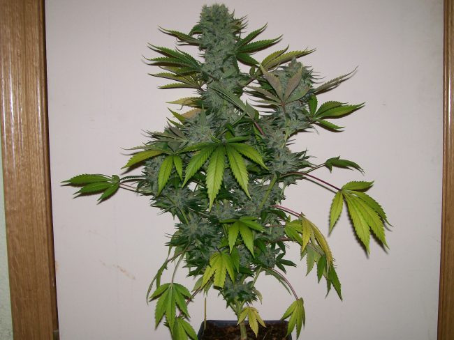 plante a partir des graines cannabis autofloraison