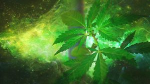 les meilleures graines de cannabis sont chez biotops.biz