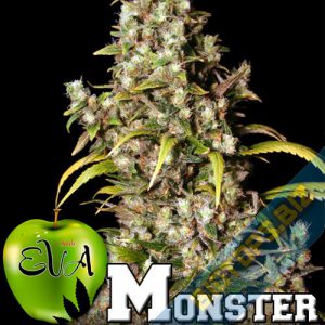 Des plantes monstrueuse avec les graines cannabis monster