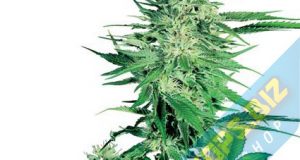 la Big Bud Graines de cannabis féminisés