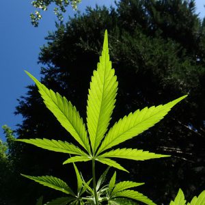 Macron président cannabis dépénalisé mais pas légalisé