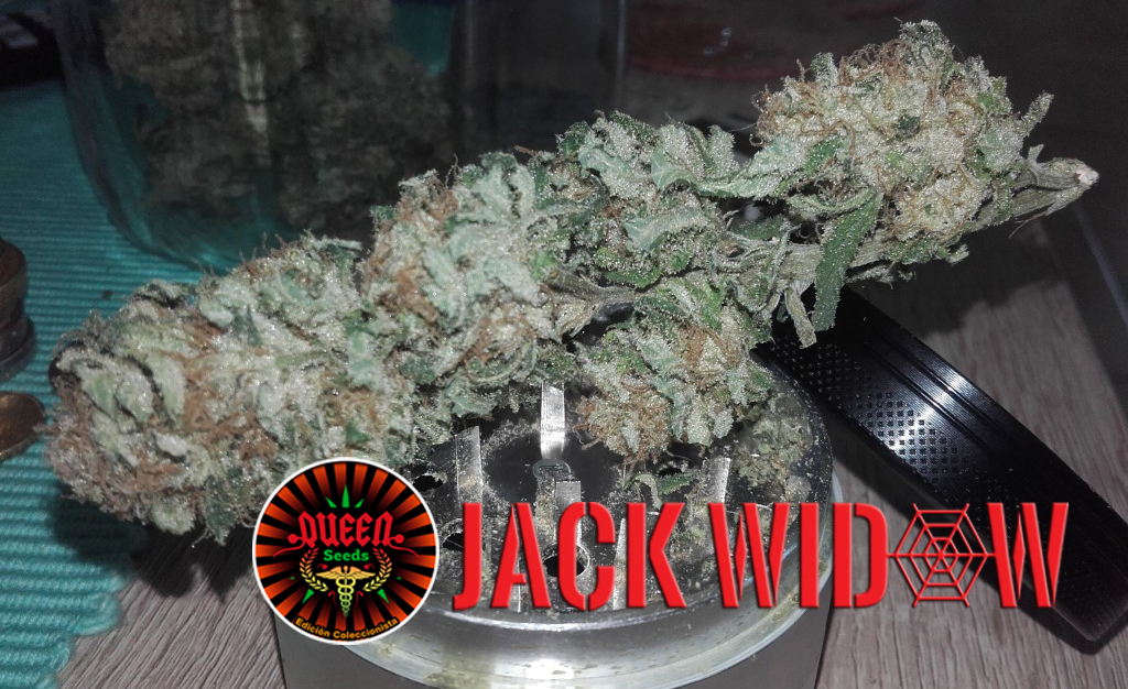 le JDC Queen-Seeds Jack widows