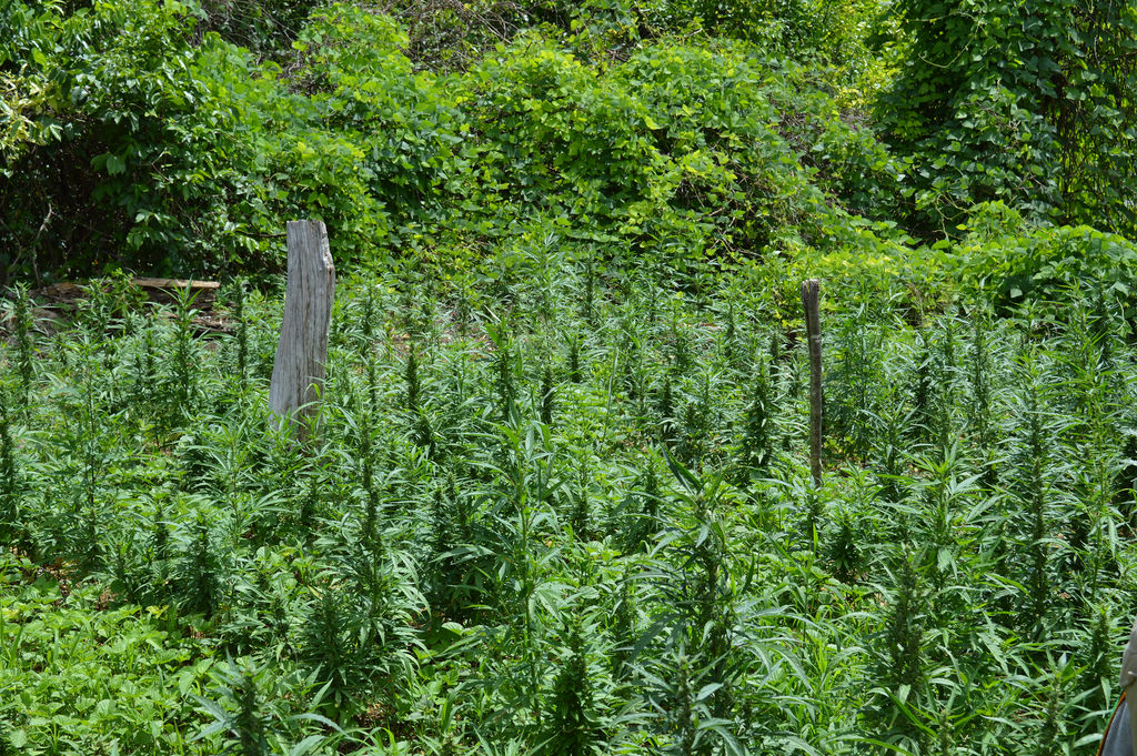 Macron et cannabis, la vente de graines de cannabis n'est pas pour demain