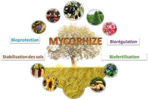 Les champignons mycorhiziens